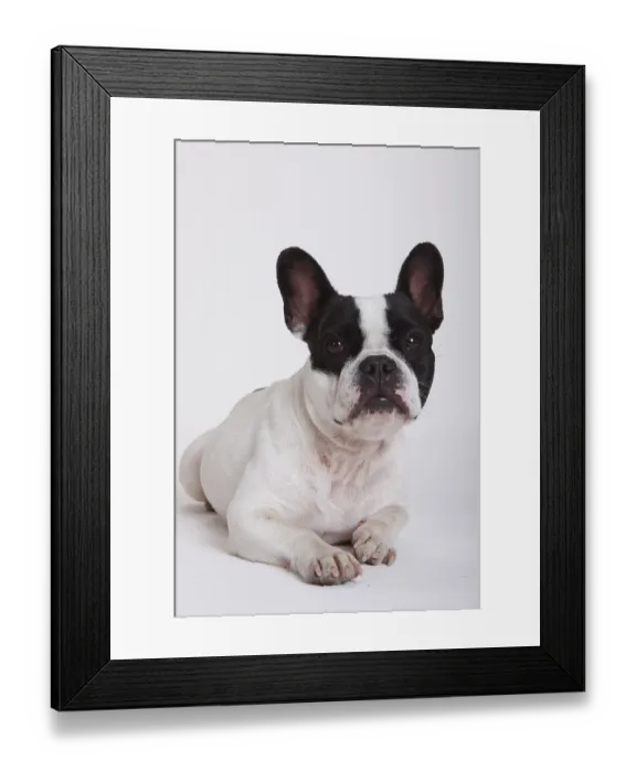 Framed Print : French Bulldog, bitch Framed Print : French Bulldog, bitch