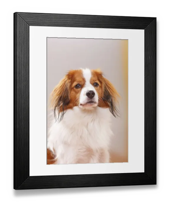Framed Print : Kooikerhondje, Small Dutch Waterfowl Dog