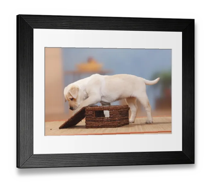 Framed Print : Labrador Retriever, Puppy, 9 weeks