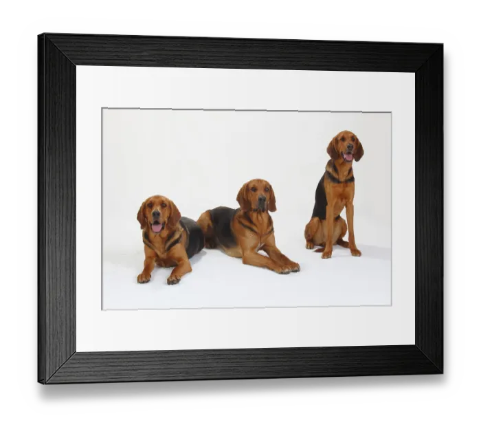 Framed Print : Ogar Polskis, Polish Bracke Framed Print : Ogar Polskis, Polish Bracke