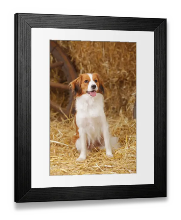 Framed Print : Kooikerhondje, bitch, Small Dutch Water Dog Framed Print : Kooikerhondje, bitch, Small Dutch Water Dog