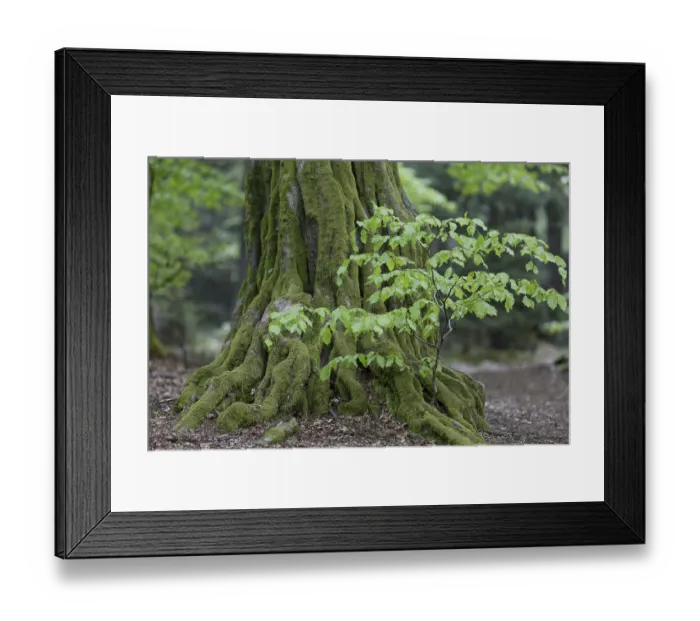 Framed Print : European hornbeam (Carpinus betulus) old and young in the primeval forest Sababurg Framed Print : European hornbeam (Carpinus betulus) old and young in the primeval forest Sababurg