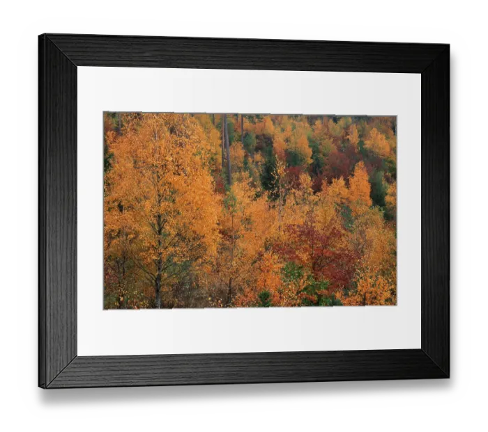 Framed Print : Mixed forest in autumn, Aelvsborgslaen (Europe) (fall) (Landscapes) (landscape) (horizontal)