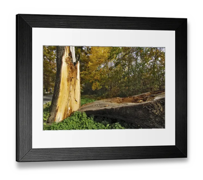 Framed Print : Burst English Oak (Quercus robur) Framed Print : Burst English Oak (Quercus robur)