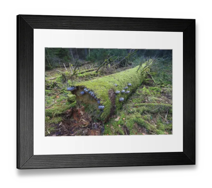Framed Print : Red banded polypore (Fomitopsis pinicola) on a tree trunk