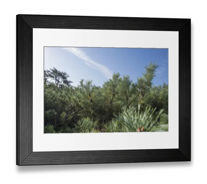 Framed Print : DarB primeval forest, pine (Pinus) forest low-growing under blue sky