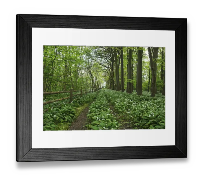 Framed Print : Wood garlic in bloom on Greifswalder Oie island