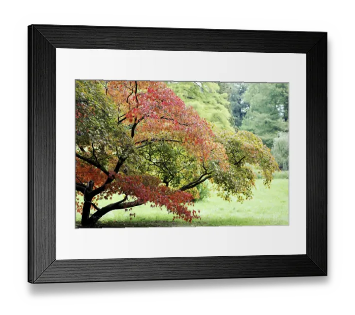 Framed Print : AutumnLight Framed Print : AutumnLight