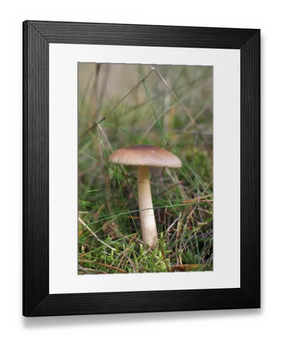 Framed Print : Mild waxy mushroom, Russula puellaris (Russulaceae)