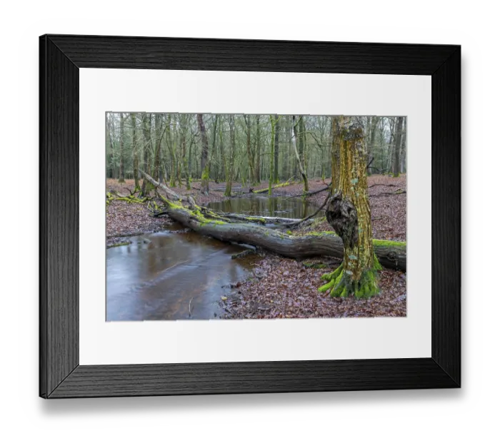 Framed Print : Forest brook in einem Mischwald