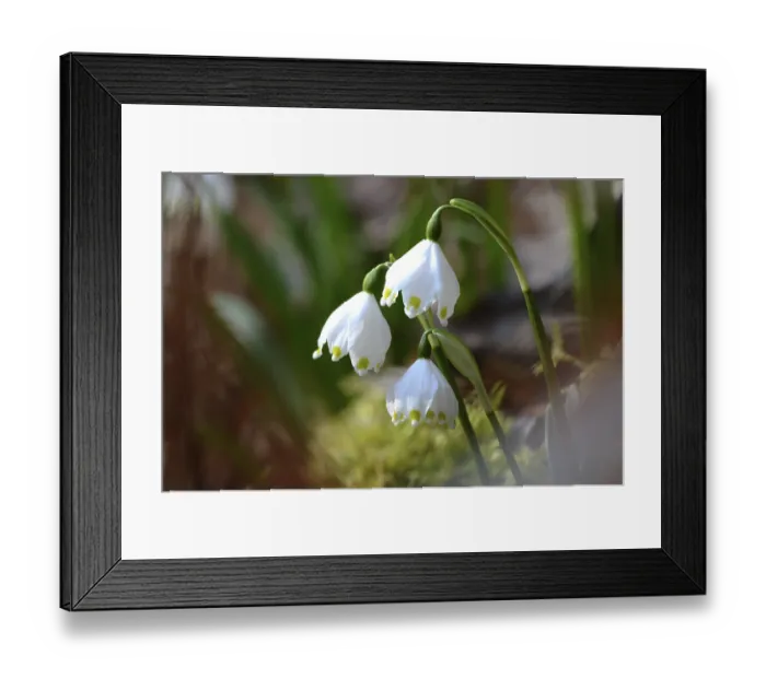 Framed Print : The early bloomer Marzenbecher
