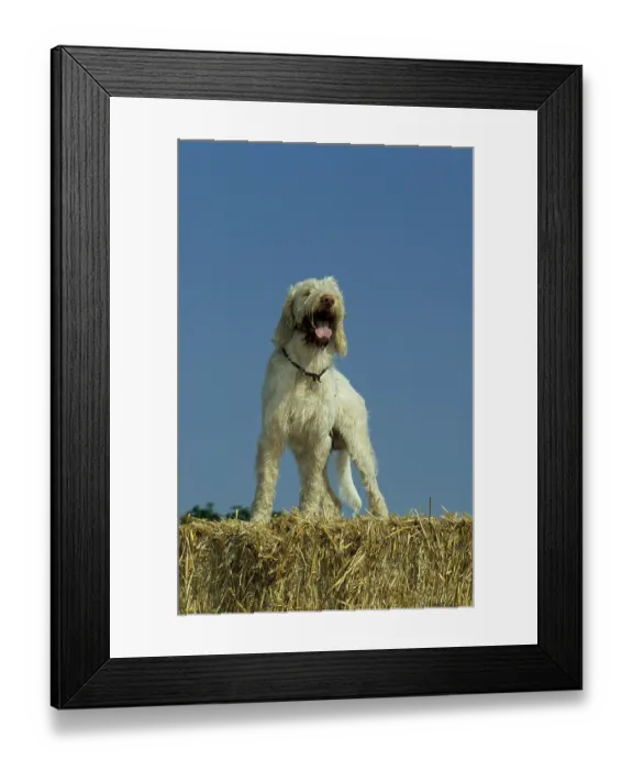 Framed Print : Spinone Italiano (Italian Roughhaired Pointing Dog)