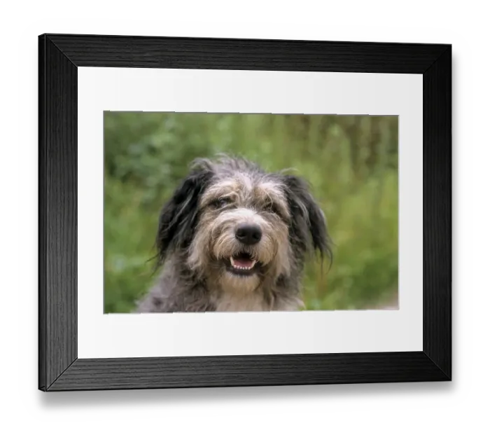 Framed Print : Old German Shepherd Dog Framed Print : Old German Shepherd Dog