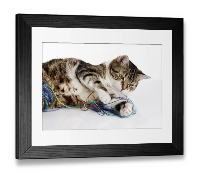 Framed Print : Portrait of a playing house cat with a colourful ball of wool