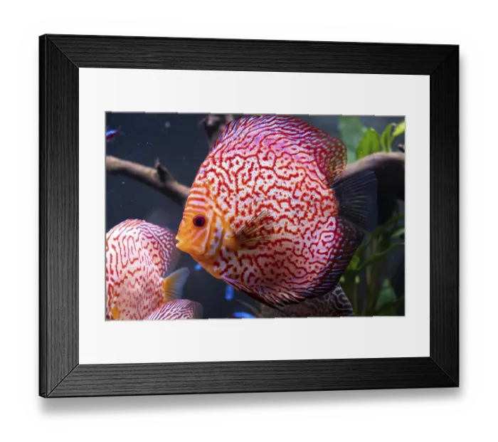 Framed Print : Red tropical discus fish (Symphysodon) in fishtank
