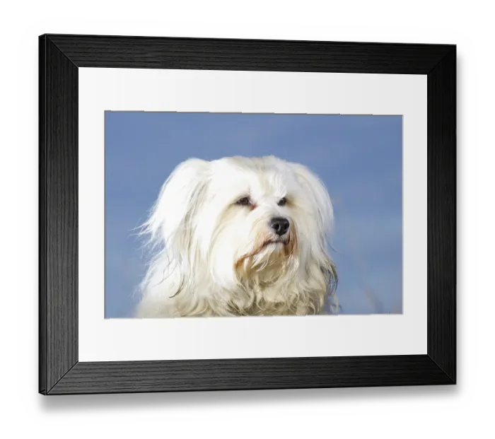 Framed Print : Well-lit and neatly combed