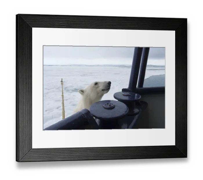 Framed Print : Polar bear (Ursus maritimus) trying to board the expedition ship
