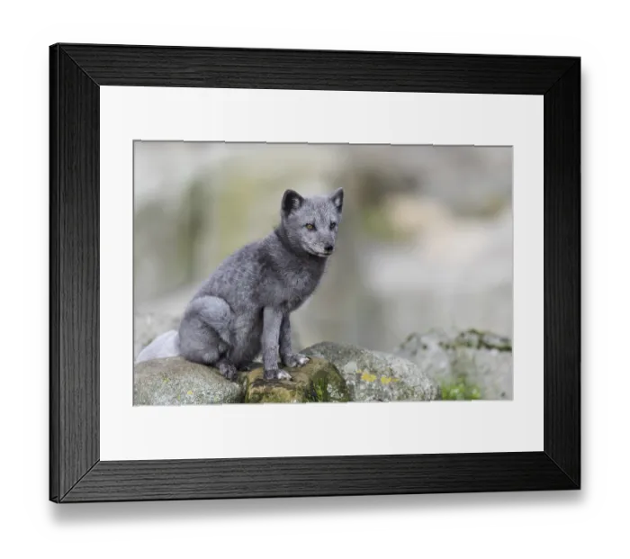 Framed Print : Arctic fox (Vulpes lagopus)