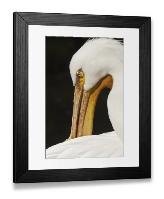 Framed Print : American white pelican (Pelecanus erythrorhynchos)