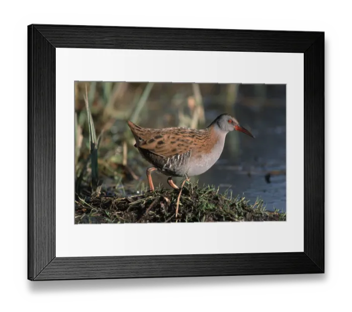 Framed Print : Water Rail (Rallus aquaticus), Belgium
