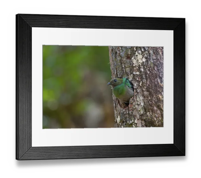 Framed Print : Resplendent Quetzal (Pharomachrus mocinno) Framed Print : Resplendent Quetzal (Pharomachrus mocinno)