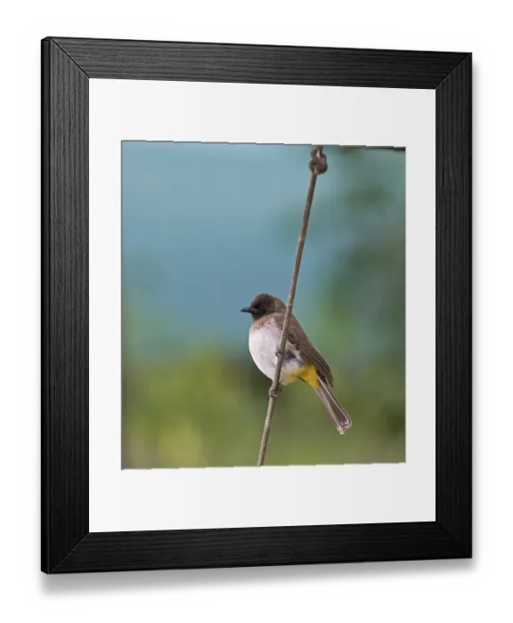 Framed Print : Common Bulbul (Pycnonotus barbatus)