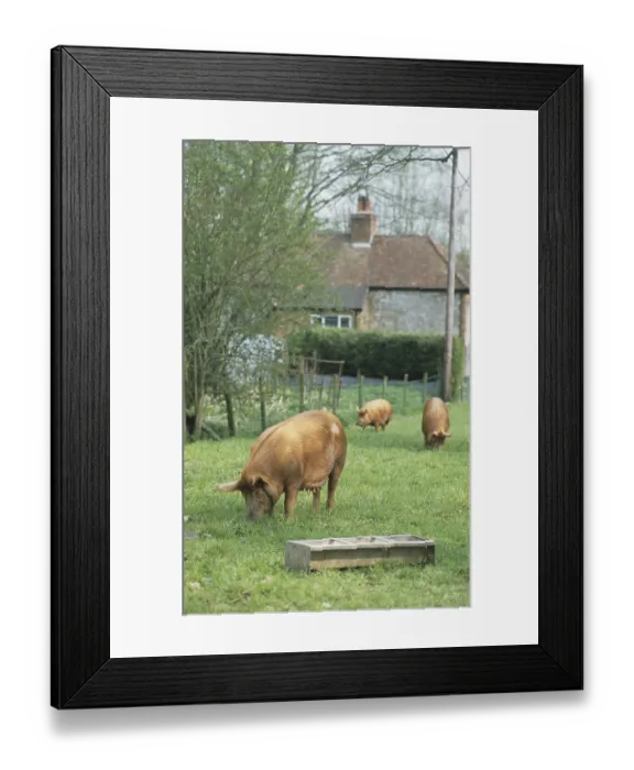 Framed Print : Domestic Pig, Tamworth sows, rooting in ground Framed Print : Domestic Pig, Tamworth sows, rooting in ground