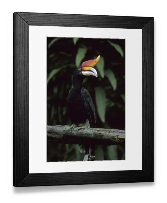 Framed Print : Rhinoceros Hornbill (Buceros rhinoceros), captive