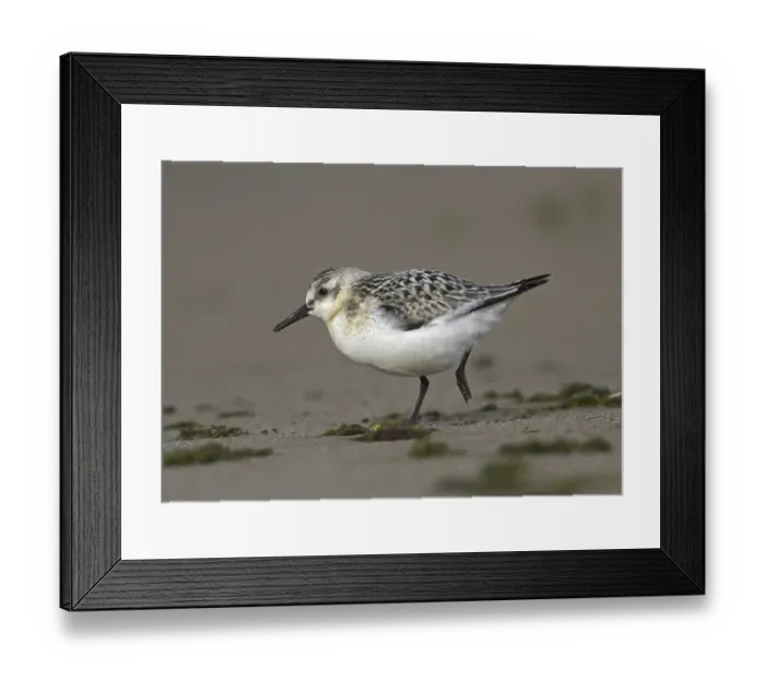 Framed Print : Sanderling (Calidris alba), juvenile Framed Print : Sanderling (Calidris alba), juvenile