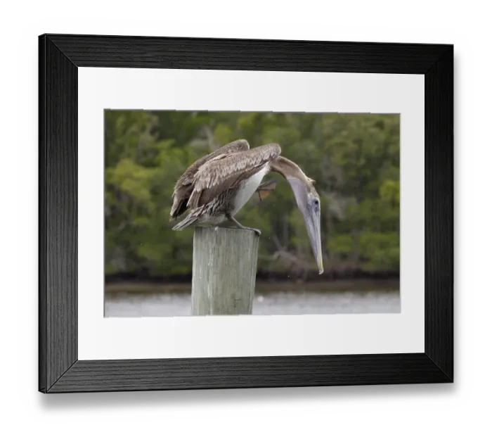 Framed Print : Brown Pelican (Pelecanus occidentalis) Framed Print : Brown Pelican (Pelecanus occidentalis)