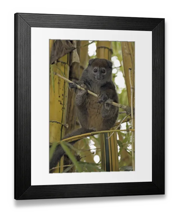 Framed Print : Grey Gentle Lemur (Hapalemur griseus)