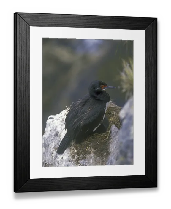 Framed Print : Rock Shag or Magellanic cormorant (Phalacrocorax magellanicus) Framed Print : Rock Shag or Magellanic cormorant (Phalacrocorax magellanicus)