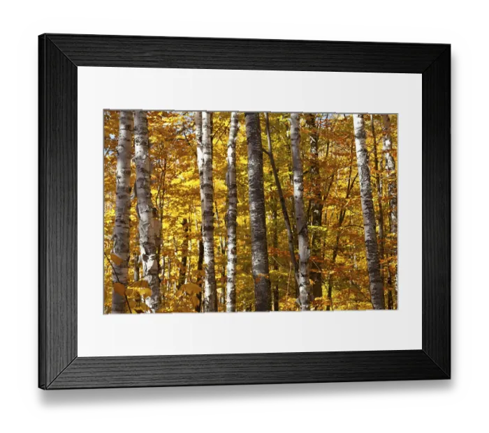 Framed Print : Autumnal birch forest panorama in Canada
