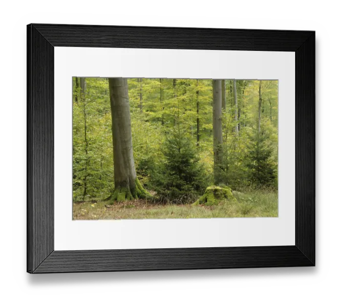 Framed Print : Deciduous forest in autumn, Spessart