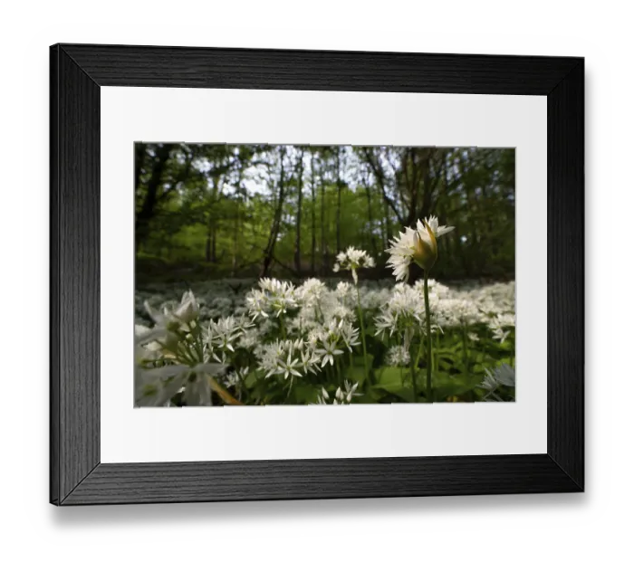 Framed Print : Ramson (Allium ursinum), sea of wild garlic flowers in the beech forest