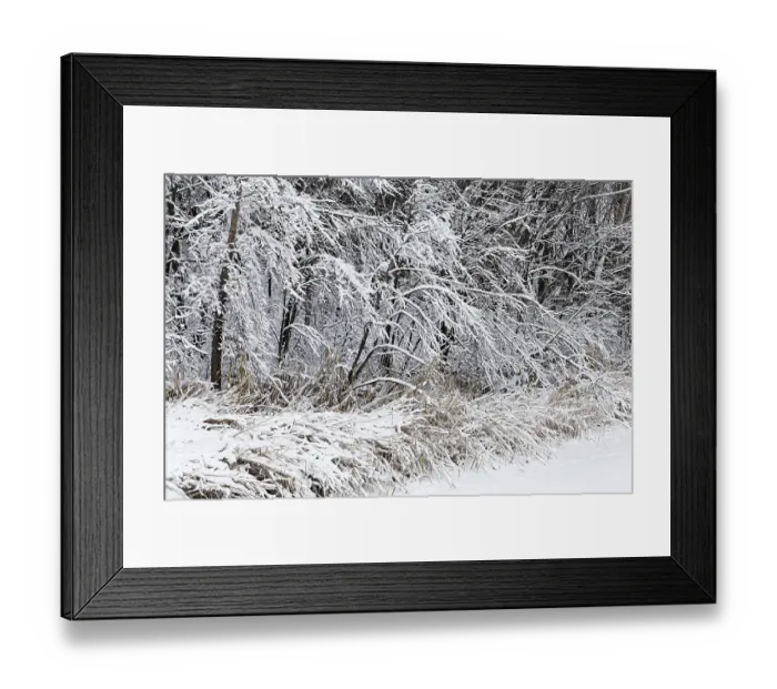 Framed Print : Winter, forest with snow covered trees Framed Print : Winter, forest with snow covered trees