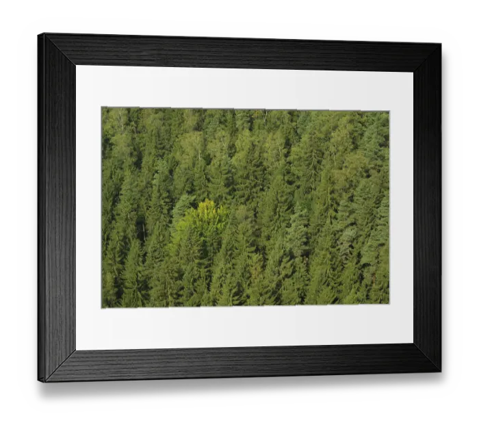 Framed Print : Spruce forest 01