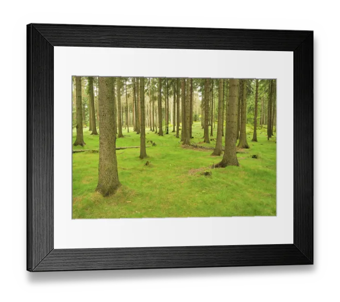 Framed Print : Spruce forest 04 Framed Print : Spruce forest 04