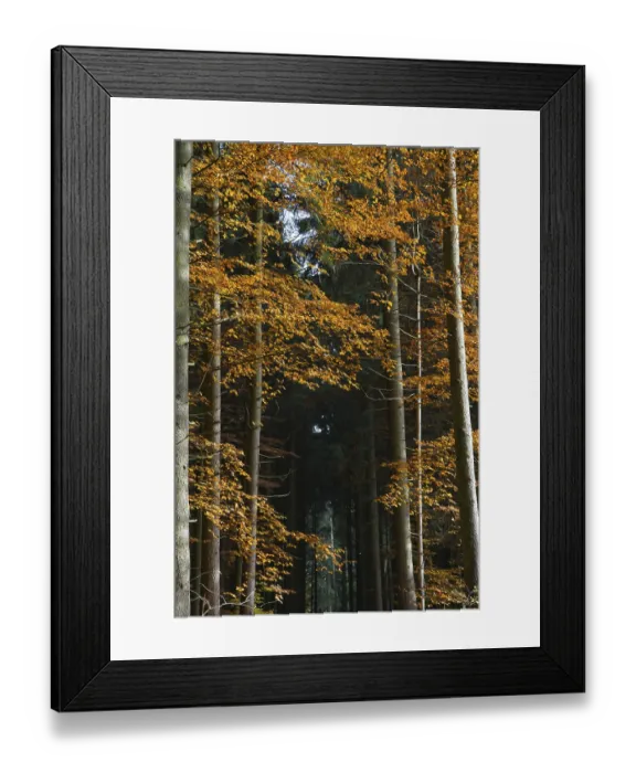 Framed Print : Colourful autumn forest in Bavaria Framed Print : Colourful autumn forest in Bavaria