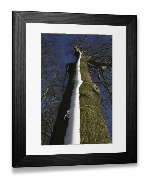 Framed Print : Snow strips on a copper beech