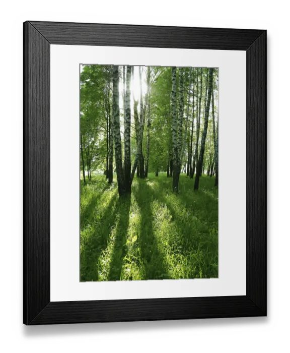 Framed Print : Birch trees with long shadows in summer forest