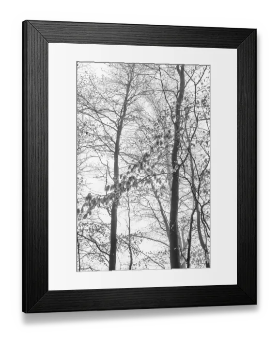 Framed Print : Beech forest in the fog, Ore Mountains