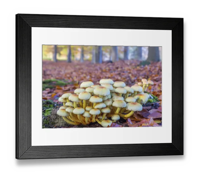 Framed Print : Group of mushrooms in autumn landscape beech forest