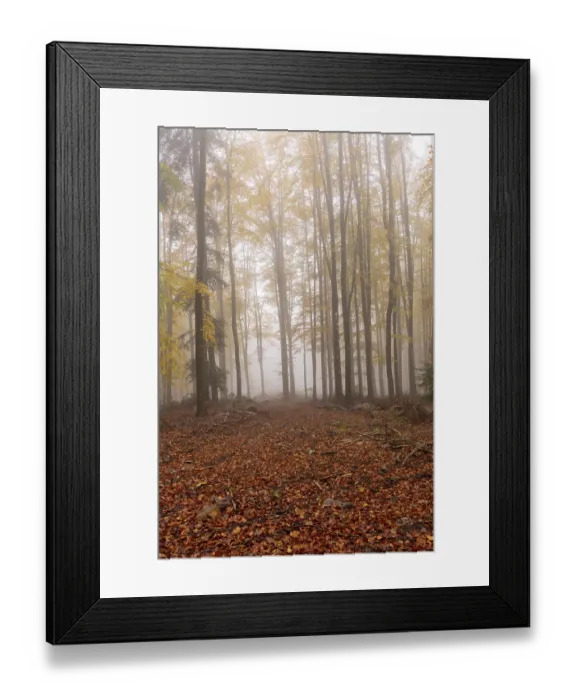 Framed Print : Beech, forest, autumn, italy Framed Print : Beech, forest, autumn, italy