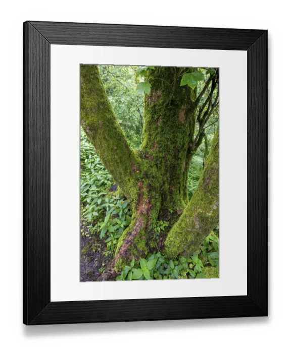 Framed Print : Tree trunk overgrown with moss in the forest at Schaumberg