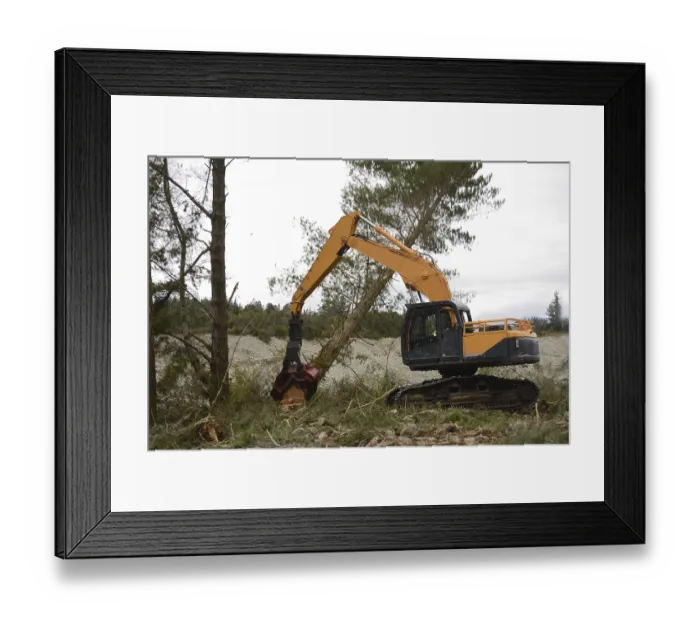Framed Print : A Pinus radiata tree is felled by an autocutter at a milling site in exotic forest on the West Coast Framed Print : A Pinus radiata tree is felled by an autocutter at a milling site in exotic forest on the West Coast