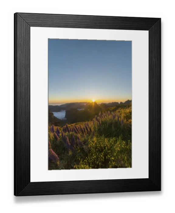 Framed Print : Pico do Arieiro. Mountains and Blooming Pride of Madeira Flowers at Sunset Framed Print : Pico do Arieiro. Mountains and Blooming Pride of Madeira Flowers at Sunset