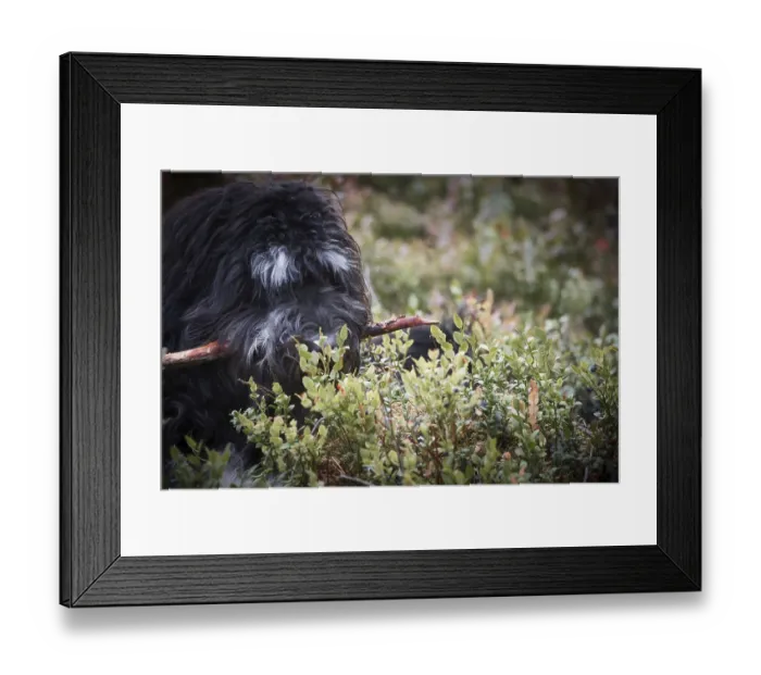 Framed Print : Goldendoodle is lying with a stick in the blueberry field in a forest Framed Print : Goldendoodle is lying with a stick in the blueberry field in a forest