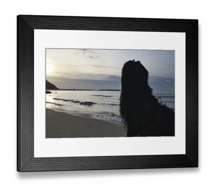 Framed Print : Goldendoodle sits on the beach by the sea and looks into the sunset Framed Print : Goldendoodle sits on the beach by the sea and looks into the sunset
