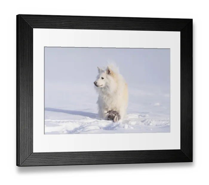 Framed Print : Winter walk with an Icelandic dog